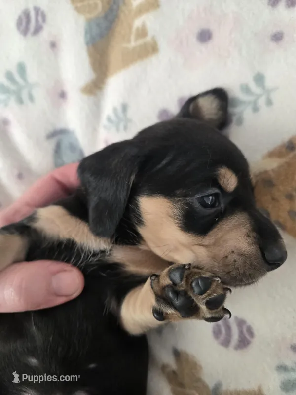 Lucys Boy 1 – Miniature Dachshund puppy for sale in Klamath Falls, OR
