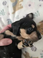 Lucys Boy 1, a male Miniature Dachshund for sale in Klamath Falls, OR – Photo 5 of 10