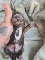 Titanias boy 2, a male Miniature Dachshund for sale in Klamath Falls, OR – 2 of 3
