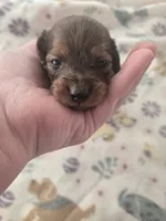 Vashtis Girl 1, a female Miniature Dachshund for sale in Klamath Falls, OR – Photo 4 of 7