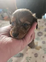 Vashtis Girl 1, a female Miniature Dachshund for sale in Klamath Falls, OR – Photo 1 of 7