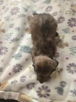 Vashtis Girl 1, a female Miniature Dachshund for sale in Klamath Falls, OR – Photo 3 of 7