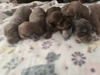 Vashtis Girl 1, a female Miniature Dachshund for sale in Klamath Falls, OR – Photo 5 of 7