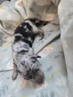 Titanias boy 1, a male Miniature Dachshund for sale in Klamath Falls, OR – 2 of 3