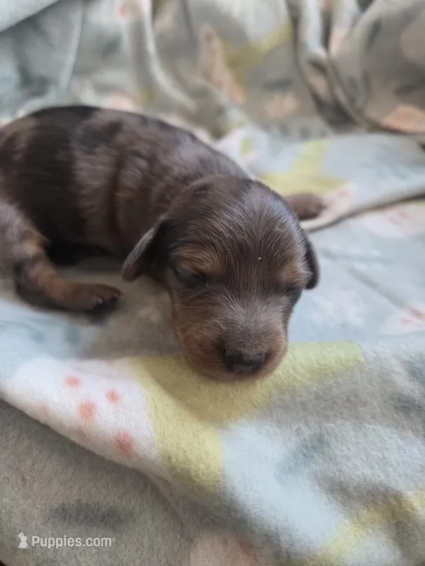 Titanias girl – Miniature Dachshund puppy for sale in Klamath Falls, OR