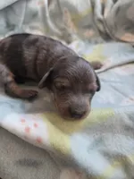 Titanias girl, a female Miniature Dachshund for sale in Klamath Falls, OR – 1 of 3
