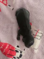 Lucys boy 1, a male Miniature Dachshund for sale in Klamath Falls, OR – 2 of 3