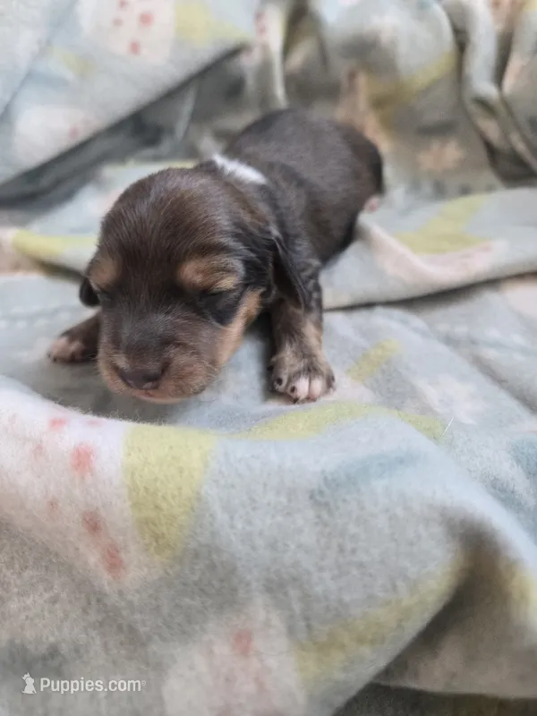 Titanias boy 3 – Miniature Dachshund puppy for sale in Klamath Falls, OR