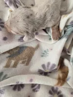 Tovahs boy 4, a male Miniature Dachshund for sale in Klamath Falls, OR – Photo 7 of 10