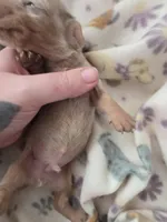 Tovahs boy 4, a male Miniature Dachshund for sale in Klamath Falls, OR – Photo 6 of 10