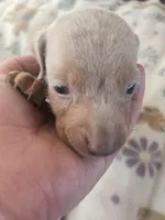 Tovahs boy 4, a male Miniature Dachshund for sale in Klamath Falls, OR – Photo 2 of 10