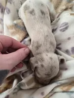 Tovahs boy 4, a male Miniature Dachshund for sale in Klamath Falls, OR – Photo 9 of 10