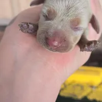 Tovahs boy 4, a male Miniature Dachshund for sale in Klamath Falls, OR – Photo 8 of 10