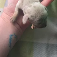 Tovahs boy 4, a male Miniature Dachshund for sale in Klamath Falls, OR – Photo 10 of 10