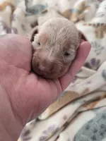 Tovahs boy 4, a male Miniature Dachshund for sale in Klamath Falls, OR – Photo 5 of 10
