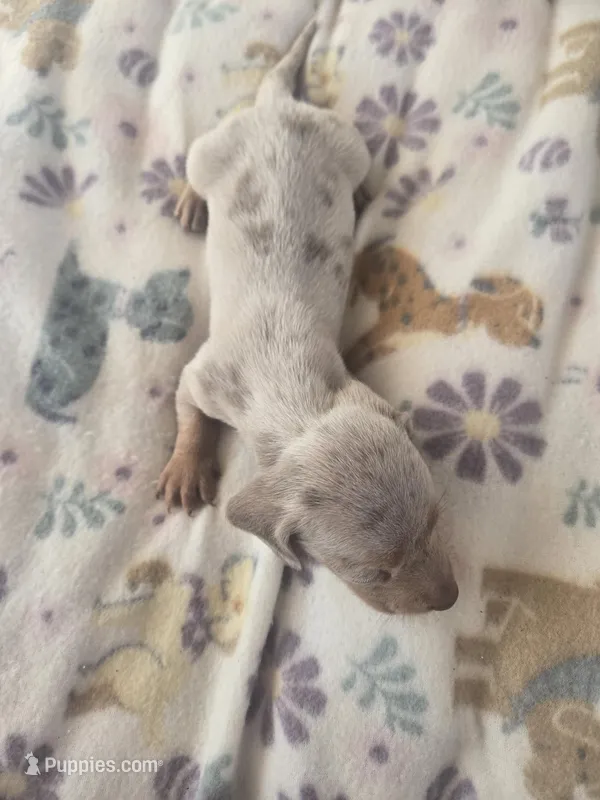 Tovahs boy 4 – Miniature Dachshund puppy for sale in Klamath Falls, OR