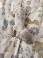 Tovahs boy 4, a male Miniature Dachshund for sale in Klamath Falls, OR – Photo 1 of 10