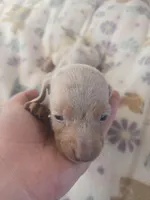 Tovahs boy 4, a male Miniature Dachshund for sale in Klamath Falls, OR – Photo 3 of 10