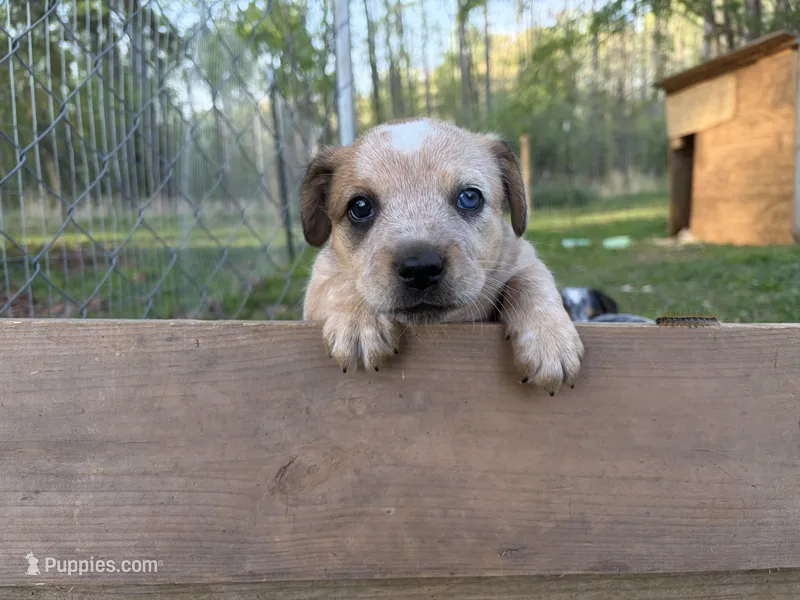 Star – Australian Cattle Dog, Beagle puppy on hold in Cumberland, VA