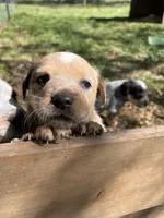 Star, a female Australian Cattle Dog and Beagle for sale in Cumberland, VA – Photo 3 of 4