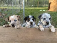 Star, a female Australian Cattle Dog and Beagle for sale in Cumberland, VA – Photo 4 of 4