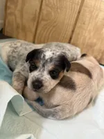 Banjo, a male Australian Cattle Dog and Beagle for sale in Cumberland, VA – Photo 1 of 3