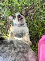 Banjo, a male Australian Cattle Dog and Beagle for sale in Cumberland, VA – Photo 2 of 3