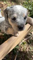 Chunky, a male Australian Cattle Dog and Beagle for sale in Cumberland, VA – Photo 3 of 4