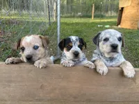 Chunky, a male Australian Cattle Dog and Beagle for sale in Cumberland, VA – Photo 4 of 4