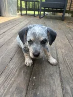 Chunky, a male Australian Cattle Dog and Beagle for sale in Cumberland, VA – Photo 2 of 4