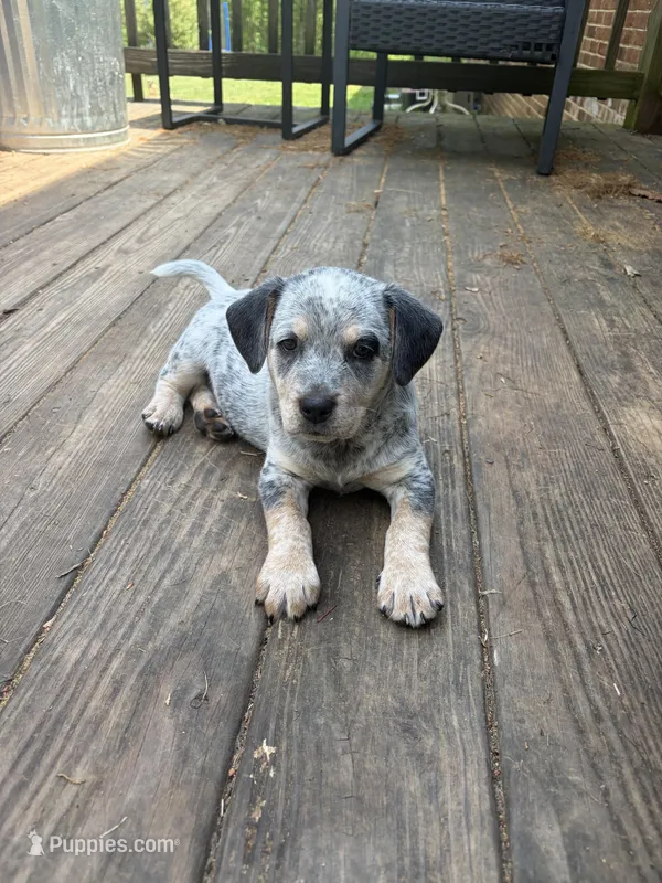 Chunky – Australian Cattle Dog, Beagle puppy for sale in Cumberland, VA