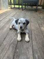 Chunky, a male Australian Cattle Dog and Beagle for sale in Cumberland, VA – Photo 1 of 4