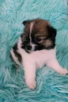 Pomeranian female puppy , a female Pomeranian for sale in Ellensburg, WA – 7 of 9