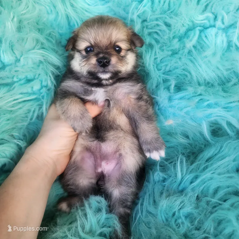 Pomeranian female puppy  – Pomeranian puppy for sale in Ellensburg, WA