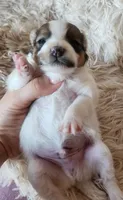 Purebred pomeranian male puppy , a male Pomeranian for sale in Ellensburg, WA – 2 of 6
