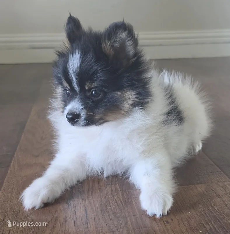 Purebred pomeranian male puppy  – Pomeranian puppy for sale in Ellensburg, WA