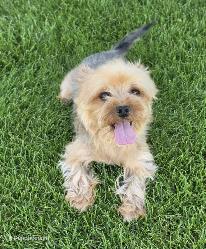 Yorkshire Terrier female – Yorkshire Terrier puppy for sale in Ellensburg, WA