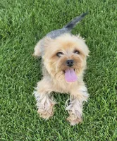 Yorkshire Terrier female, a female Yorkshire Terrier for sale in Ellensburg, WA – 1 of 9