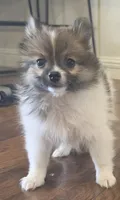 Purebred pomeranian male puppy , a male Pomeranian for sale in Ellensburg, WA – 6 of 9
