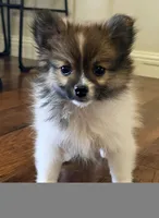 Purebred pomeranian male puppy , a male Pomeranian for sale in Ellensburg, WA – 2 of 7