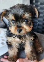 Purebred Yorkie male registration available , a male Yorkshire Terrier for sale in Ellensburg, WA – 4 of 6