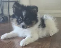 Purebred pomeranian male puppy , a male Pomeranian for sale in Ellensburg, WA – 3 of 8