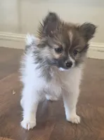 Pomeranian female puppy , a female Pomeranian for sale in Ellensburg, WA – 10 of 10