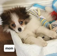 Full breed pomeranian puppy , a female Pomeranian for sale in Ellensburg, WA – 2 of 6