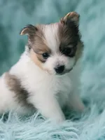 Purebred pomeranian male puppy , a male Pomeranian for sale in Ellensburg, WA – 4 of 5