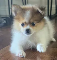 Purebred pomeranian male puppy , a male Pomeranian for sale in Ellensburg, WA – 1 of 5