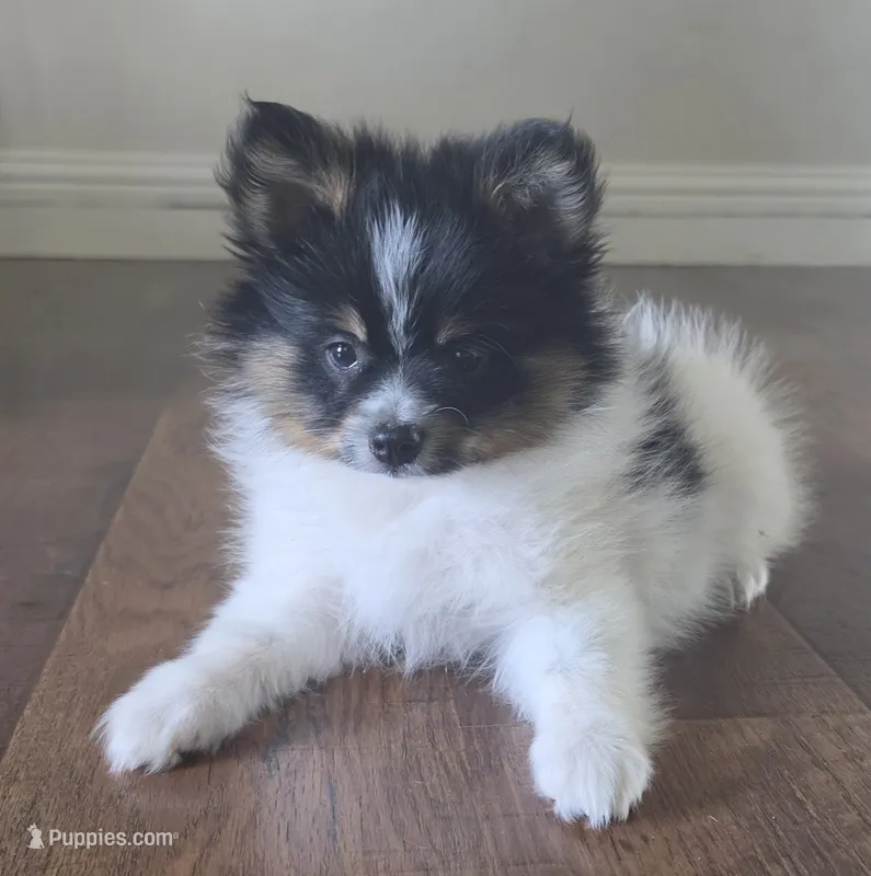 Purebred pomeranian male puppy  – Pomeranian puppy for sale in Ellensburg, WA