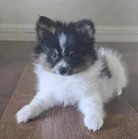 Purebred pomeranian male puppy , a male Pomeranian for sale in Ellensburg, WA – 1 of 4