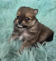 Purebred pomeranian female puppy , a female Pomeranian for sale in Ellensburg, WA – 5 of 5