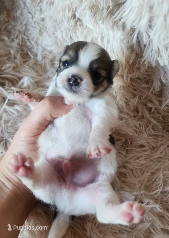 Purebred pomeranian male puppy  – Pomeranian puppy for sale in Ellensburg, WA